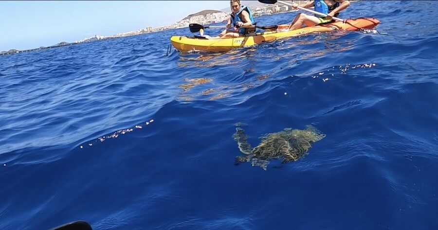 Tenerife: Kayak Safari and Snorkel in a Marine Reserve - The hour toward the Guaza cliffs