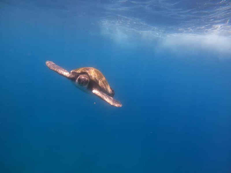 Tenerife: Kayak Sea Safari with Snorkel and Snacks - The first hour: paddling from Playa Los Cristianos
