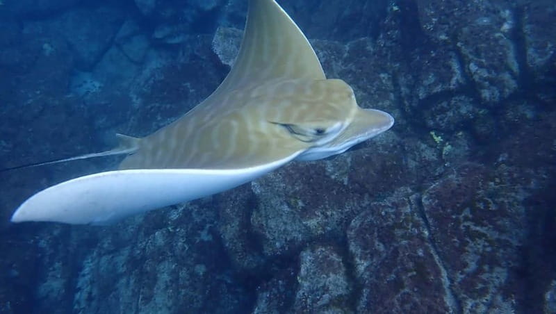 Tenerife: Kayak Sea Safari with Snorkel and Snacks - Lovers Cave and the cliff views