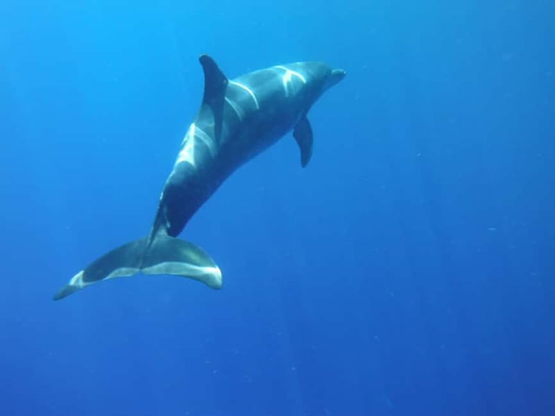 Tenerife: Kayak & Snorkel with Local Fauna, Photos Included - Starting beside Los Cristianos Beach