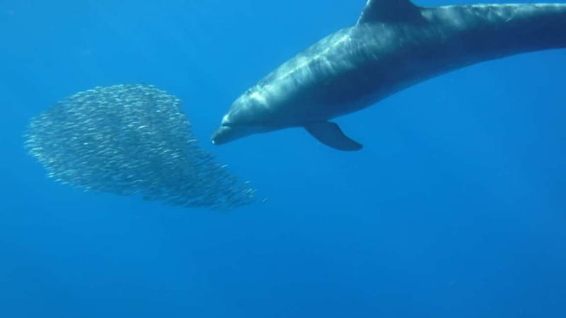 Tenerife: Kayak & Snorkel with Local Fauna, Photos Included - A sea cave and a closer look at the coast