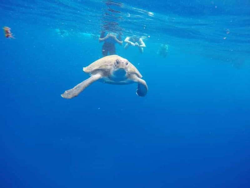 Tenerife: Kayak & Snorkel with Local Fauna, Photos Included - Photos, showers, and the value of $36