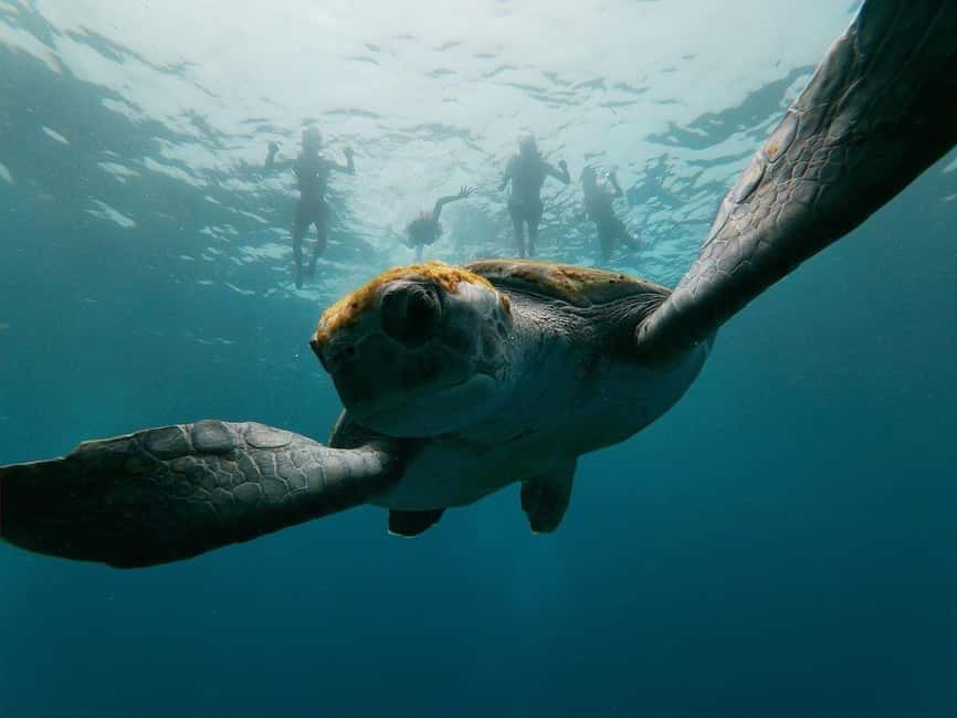 Tenerife: Kayak & Snorkeling, Marine Fauna Watching - Starting at La Arenita on Tenerife’s Costa Adeje