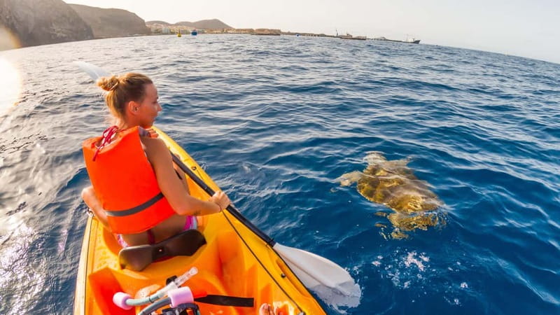 Tenerife: Kayak & Snorkeling Tour - Small Groups - Looking for dolphins and turtles near the fish farms