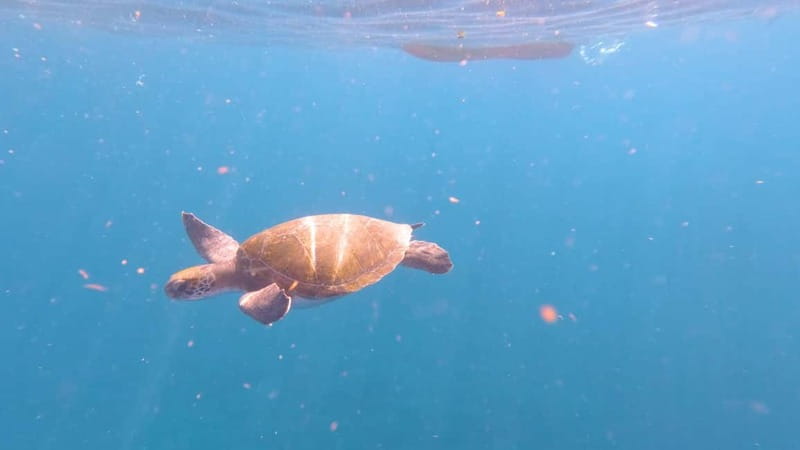 Tenerife: Kayak & Snorkeling Tour - Small Groups - A 30-minute snorkeling stop above volcanic rock