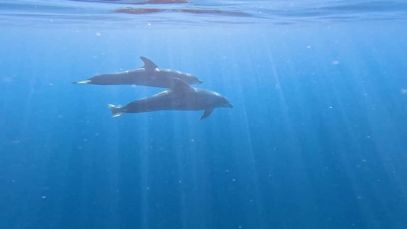Tenerife: Kayak & Snorkeling Tour - Small Groups - What to bring for a more comfortable outing
