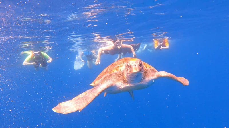 Tenerife: Kayak Tour with Animals and Underwater Scooters - From the office to the sandy beach