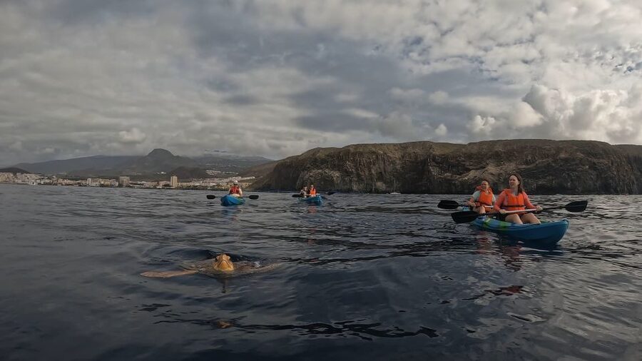 Tenerife: Kayak Tour with Animals and Underwater Scooters - Palmar Cave and the snorkeling stop