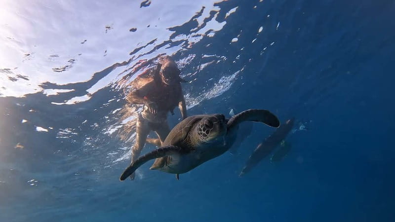 Tenerife: Kayak Tour with Animals and Underwater Scooters - Paddling out from Los Cristianos