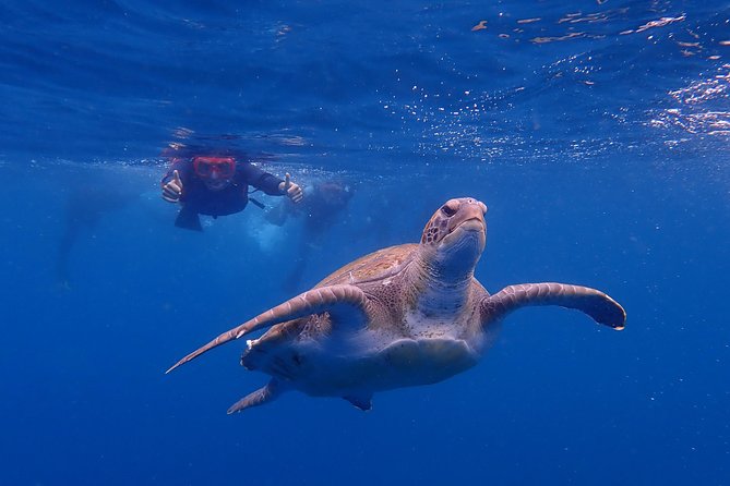 Tenerife: Turtle & Dolphin Kayak Tour with Snorkel & Wetsuit - Paddling along Tenerife’s west coast