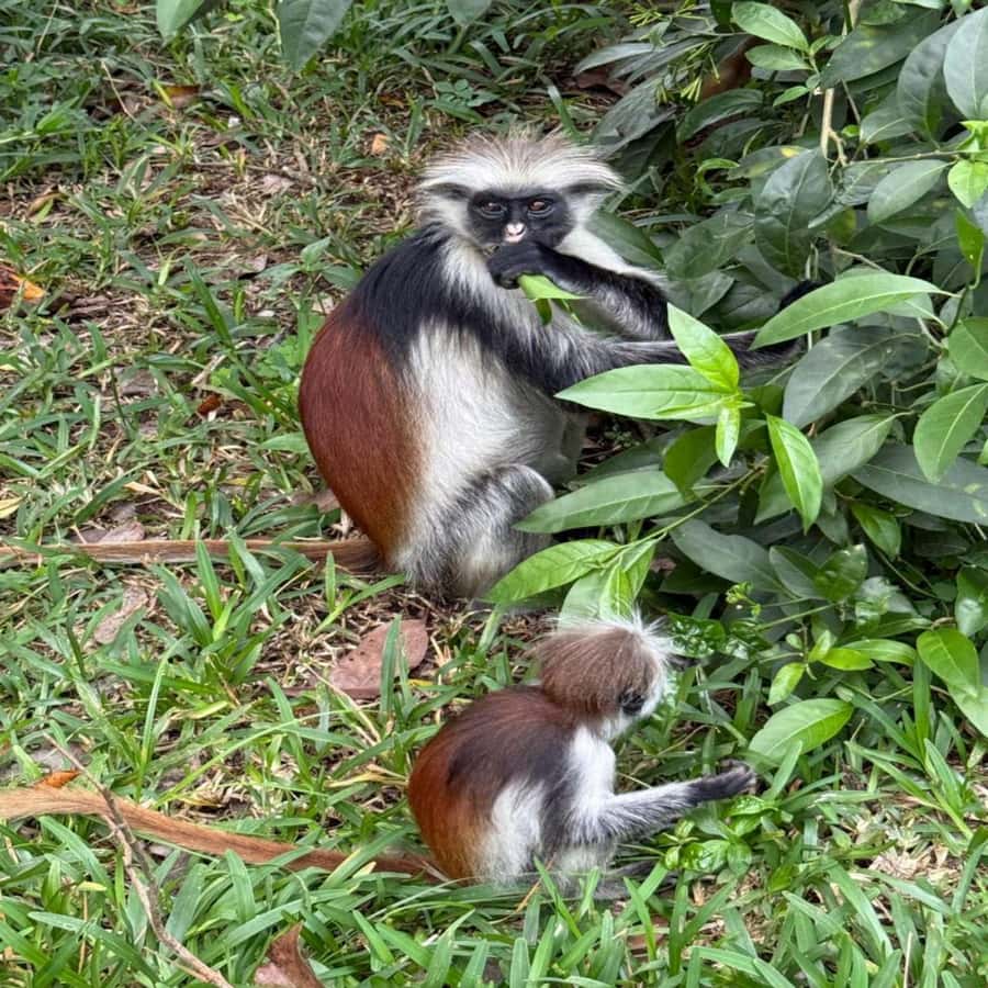 THE GREEN TOUR: Jozani Forest & Mangrove Kayaking Experience - Key points at a glance