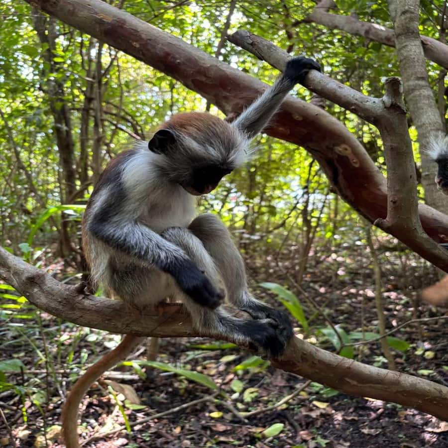 THE GREEN TOUR: Jozani Forest & Mangrove Kayaking Experience - A village visit that adds local context