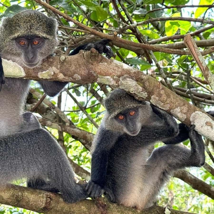 THE GREEN TOUR: Jozani Forest & Mangrove Kayaking Experience - Jozani Forest and the Red Colobus monkeys
