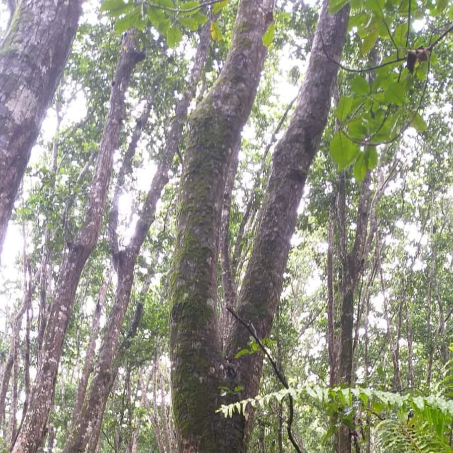 THE GREEN TOUR: Jozani Forest & Mangrove Kayaking Experience - What the $99 price represents