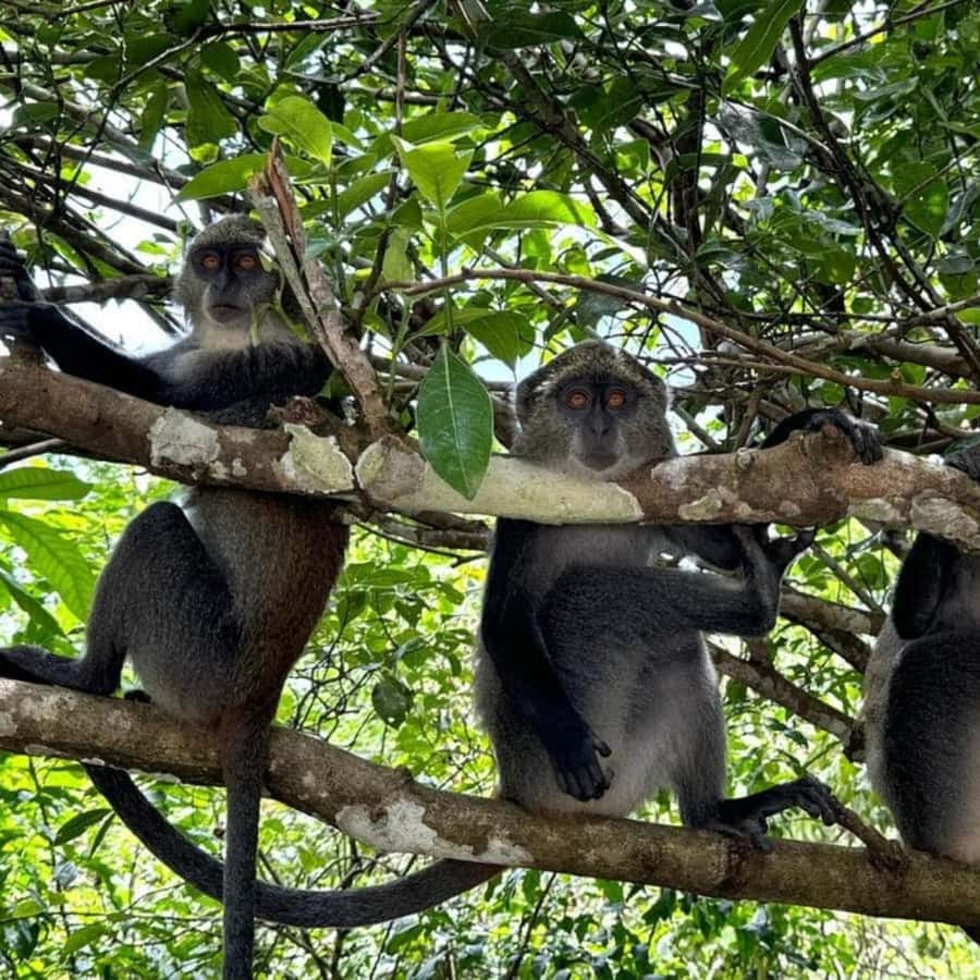 THE GREEN TOUR: Jozani Forest & Mangrove Kayaking Experience - What to pack for the day