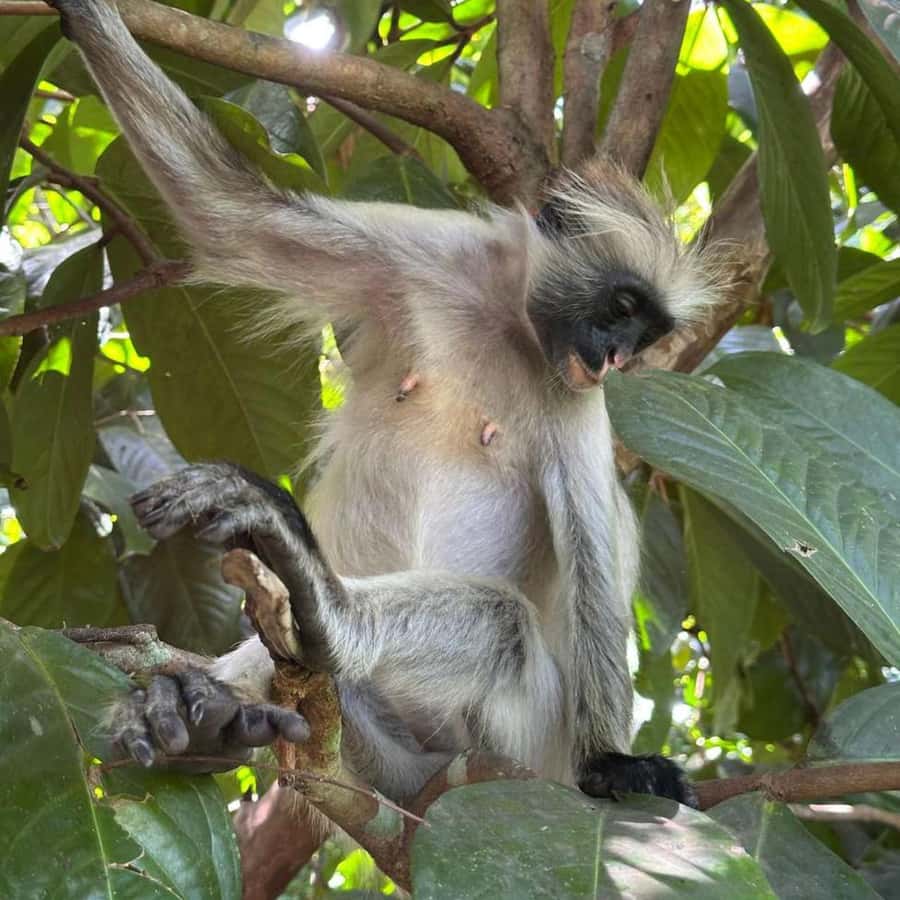 THE GREEN TOUR: Jozani Forest & Mangrove Kayaking Experience - Who will enjoy this experience most?