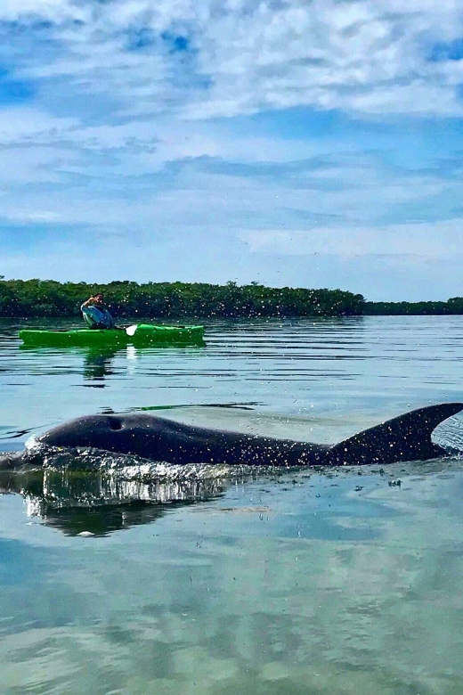 Tierra Verde FL: Coastal Kayaking Tour in Shell Key - Why Shell Key is worth seeing by kayak