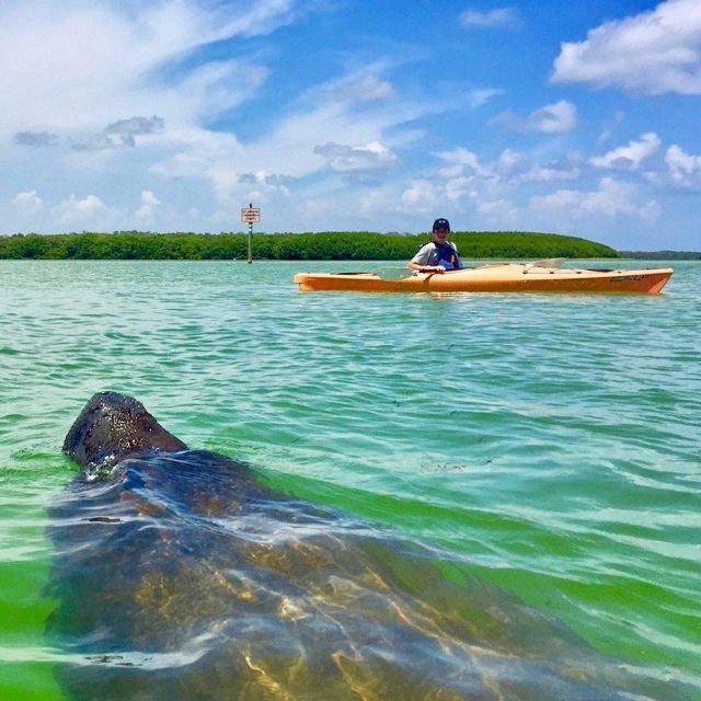 Tierra Verde FL: Coastal Kayaking Tour in Shell Key - The first hour through Shell Key Preserve