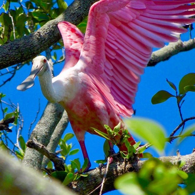 Tierra Verde FL: Coastal Kayaking Tour in Shell Key - The old mangrove tunnels