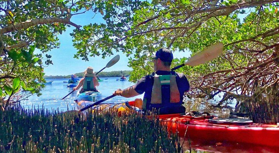 Tierra Verde FL: Coastal Kayaking Tour in Shell Key - What the wildlife experience is really like