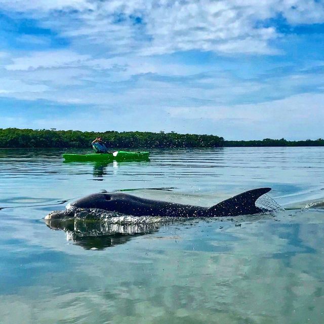 Tierra Verde FL: Coastal Kayaking Tour in Shell Key - Guides, instruction, and group size