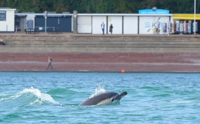 Torquay: Guided Wildlife, Bushcraft, Sea Cave Kayak Safari - Caves, cliffs, and the close-up coast