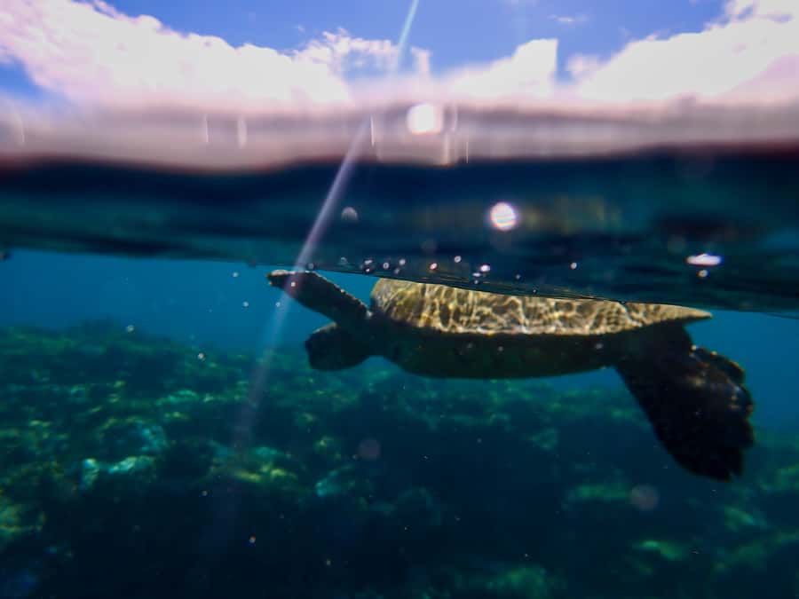 Turtle Town Clear Kayak & Snorkel Tour (8am-11am) - Key points to know before booking