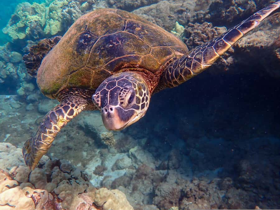Turtle Town Clear Kayak & Snorkel Tour (8am-11am) - Paddling clear kayaks toward Turtle Town