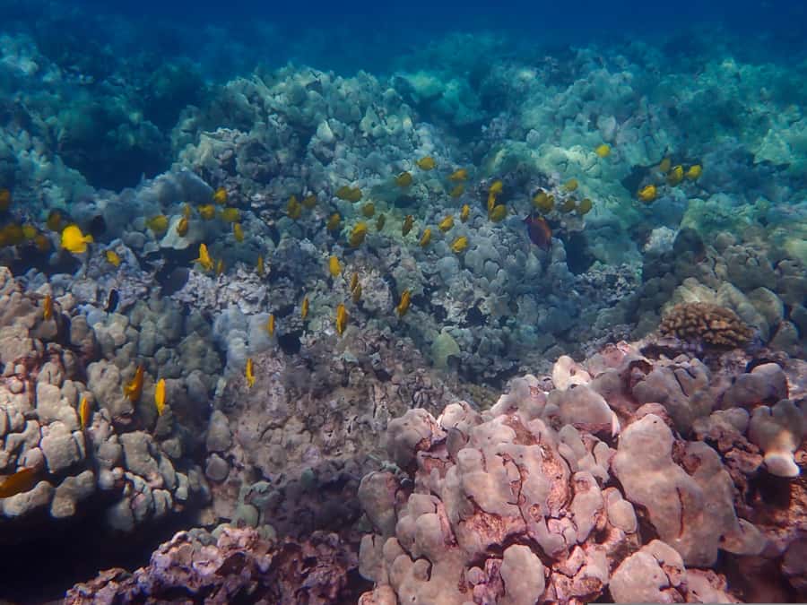 Turtle Town Clear Kayak & Snorkel Tour (8am-11am) - Snorkeling over reef and coral