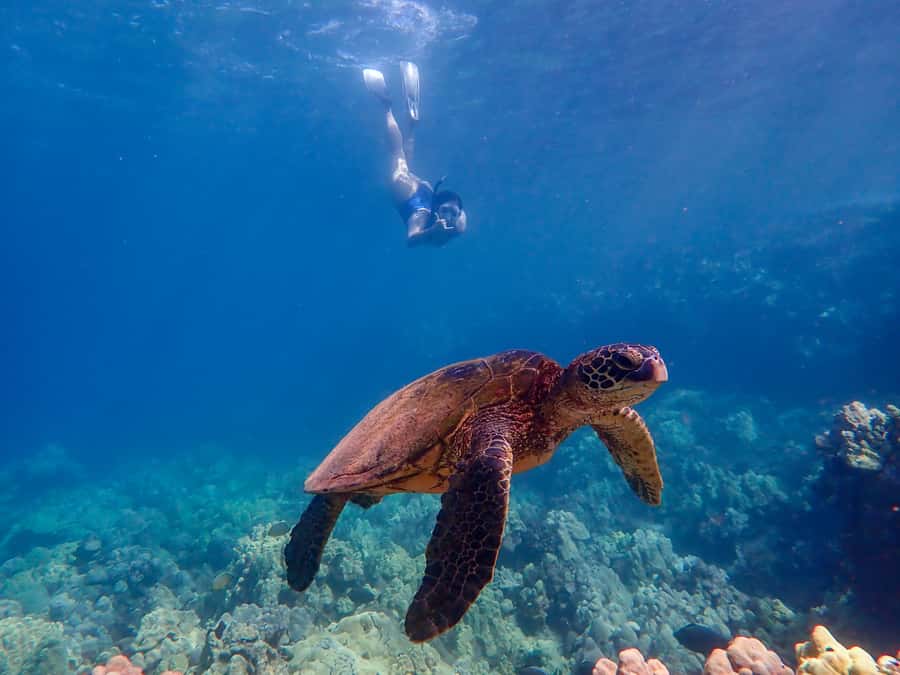 Turtle Town Clear Kayak & Snorkel Tour (8am-11am) - What the guides add to the experience