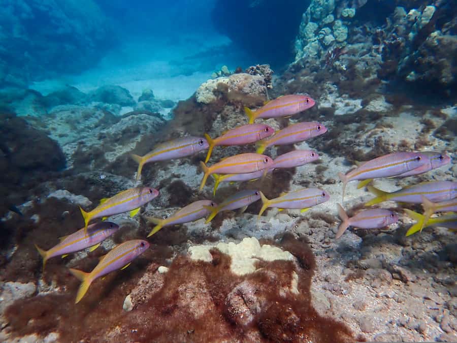 Turtle Town Clear Kayak & Snorkel Tour (8am-11am) - Weather, cold water, and the limits of the route