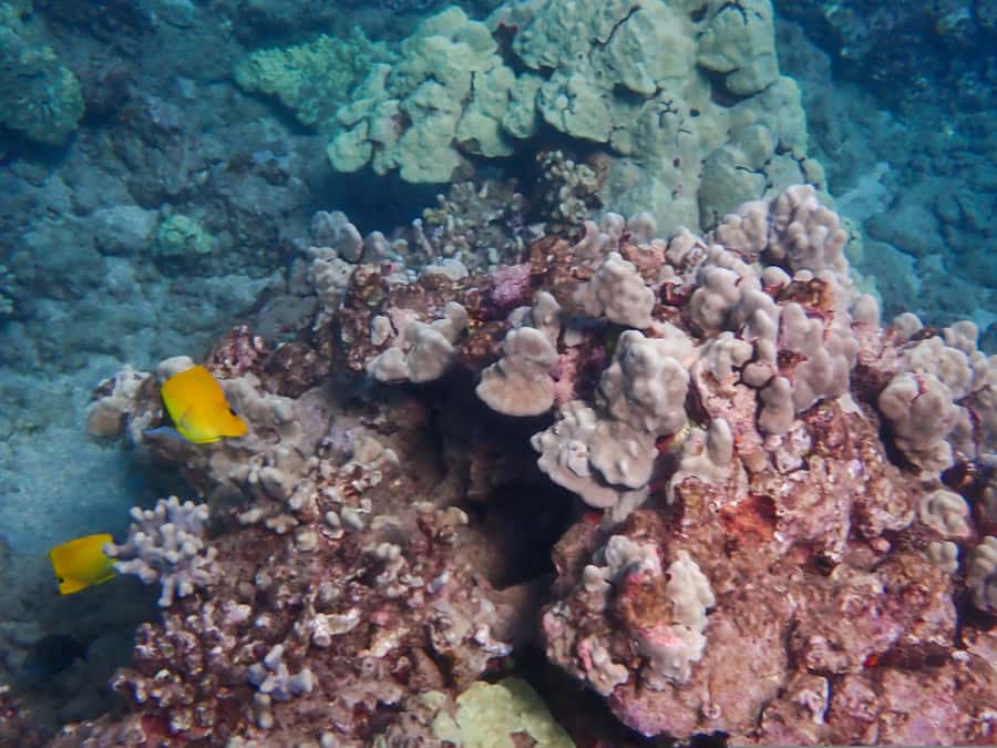 Turtle Town Clear Kayak & Snorkel Tour (8am-11am) - Launching at Makena Landing