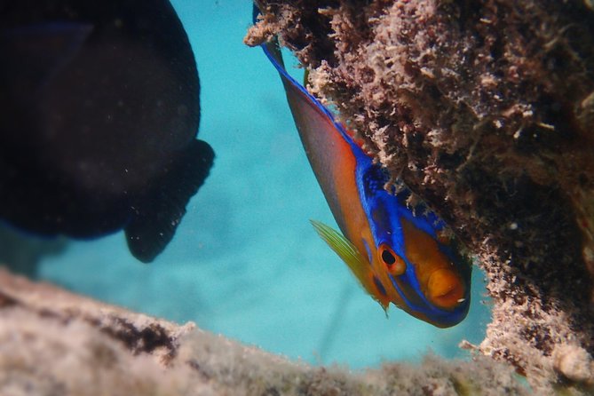 Under the Sea snorkeling(Stingray/Kayak/ Power Snorkel available) - Choosing between Cades Bay, Long Bay, and English Harbour