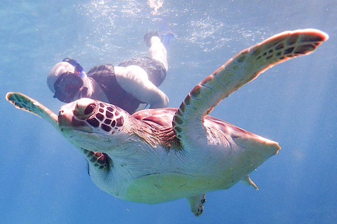 Under the Sea snorkeling(Stingray/Kayak/ Power Snorkel available) - Cades Reef: the strongest option for first-time snorkelers