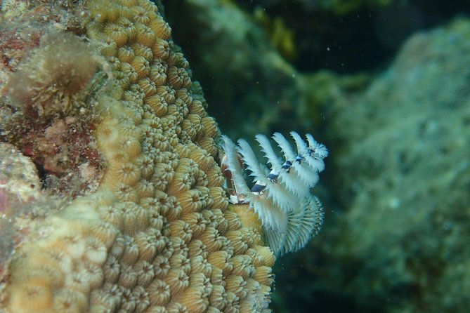 Under the Sea snorkeling(Stingray/Kayak/ Power Snorkel available) - Long Bay: beach time with an extra equipment cost