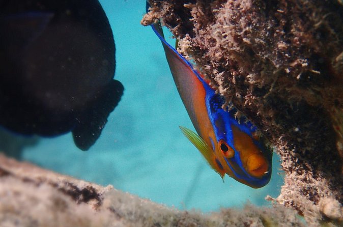 Under the Sea snorkeling(Stingray/Kayak/ Power Snorkel available) - English Harbour, Great Bird Island, and Green Island