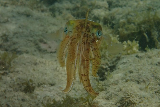 Under the Sea snorkeling(Stingray/Kayak/ Power Snorkel available) - Stingrays, kayaks, and the Power Snorkel option