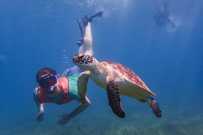 Under the Sea snorkeling(Stingray/Kayak/ Power Snorkel available) - What the three-hour outing is likely to feel like