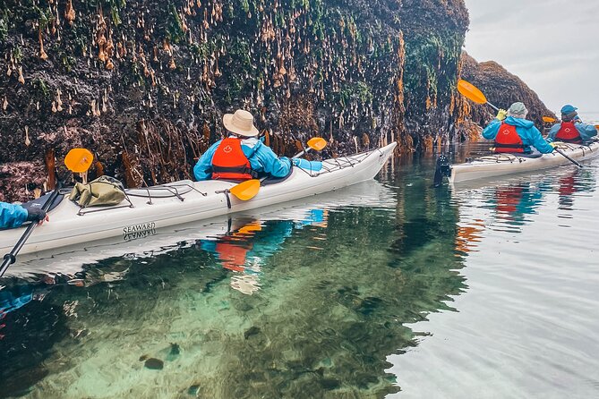 Vancouver Island: Half-Day Kayak Tour from Telegraph Cove - What wildlife you might see