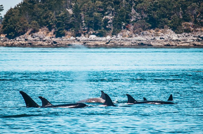 Vancouver Island: Half-Day Kayak Tour from Telegraph Cove - Is $128.87 good value?