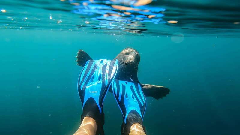 Vancouver: Snorkeling Seals Kayaking Scenic Boat Tour - Is $66.72 a fair price?