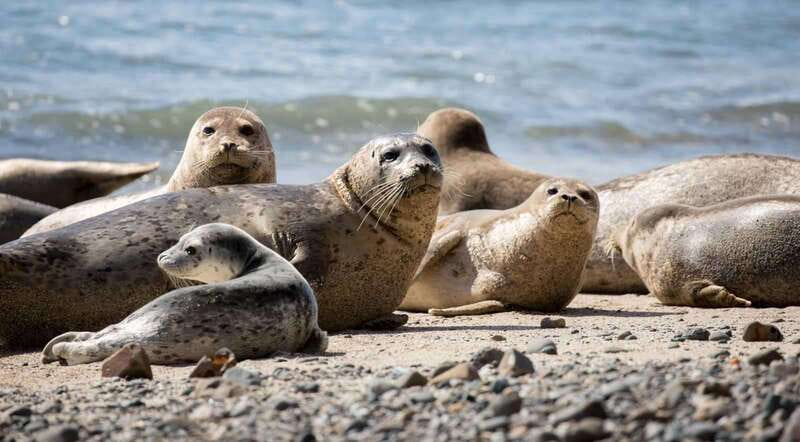 Vancouver: Snorkeling Seals Kayaking Scenic Boat Tour - Who will enjoy this most?