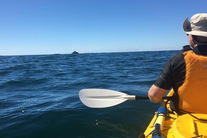 Whale Watching by Sea Kayak in Batemans Bay - Starting early on Batemans Bay