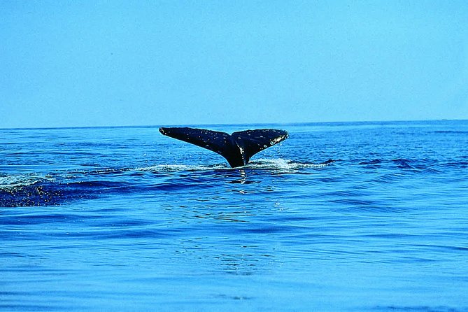 Whale Watching by Sea Kayak in Batemans Bay - Getting comfortable in a stable sea kayak