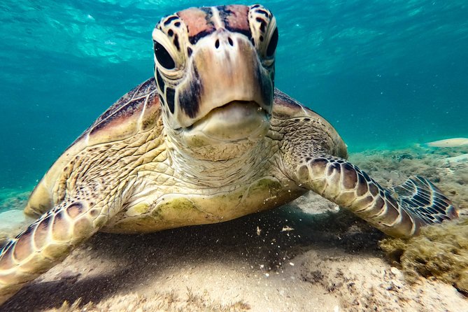 Whitsunday Islands Sail, SUP & Snorkel Tour- Small group - What the $156.72 price buys you