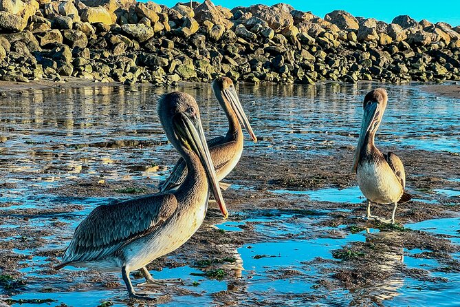 Wildlife Kayak Tour in Santa Barbara Harbor (2 Hours) - Key things to know before you paddle