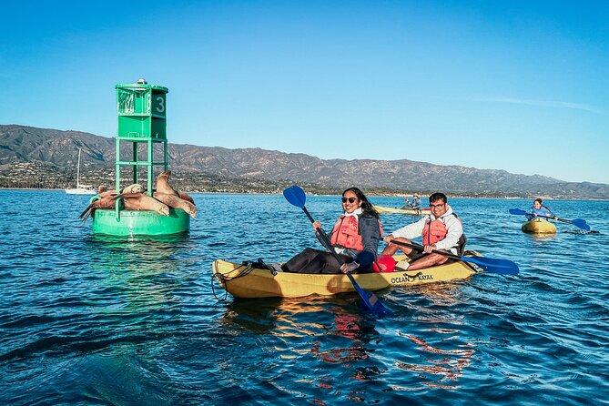 Wildlife Kayak Tour in Santa Barbara Harbor (2 Hours) - What the two-hour Santa Barbara kayak tour is really like