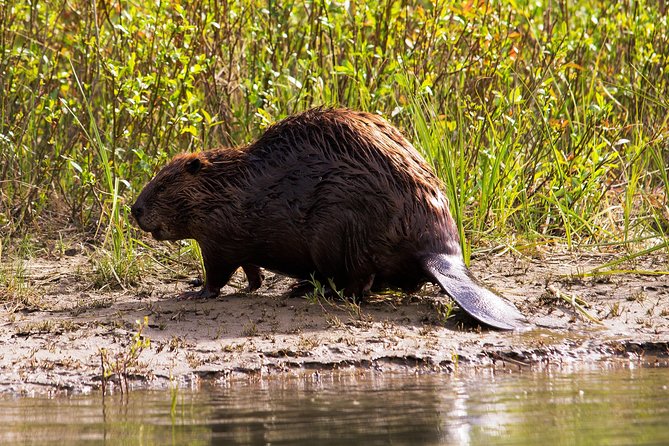 Wildlife on the Bow | Big Canoe Tour - Wildlife expectations: keep them realistic