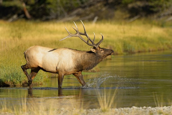 Wildlife on the Bow | Big Canoe Tour - Why the guide can make or break the experience