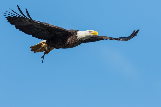 Wildlife on the Bow | Big Canoe Tour - A good fit for families and mixed groups